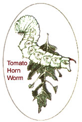 
Tomato horn worm. 
